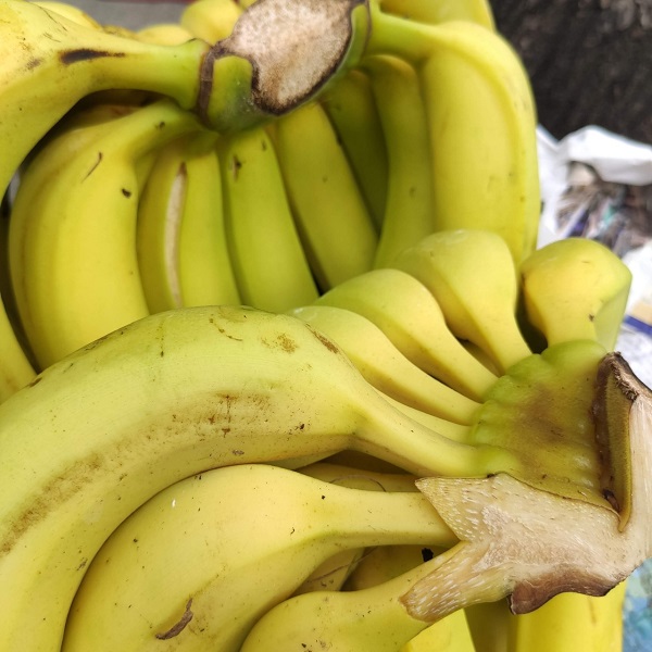 Chuối già Đà Lạt 1 kg